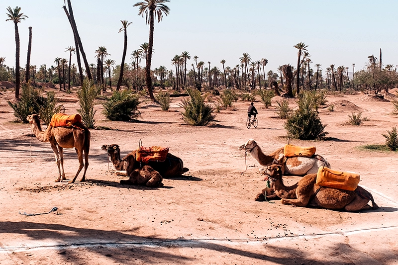 El Alma De Marruecos